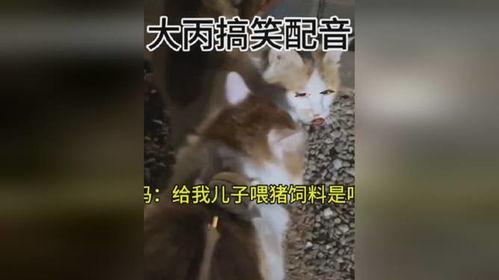 猪配猪视频在线观看,猪配猪视频在线观看，萌态百出