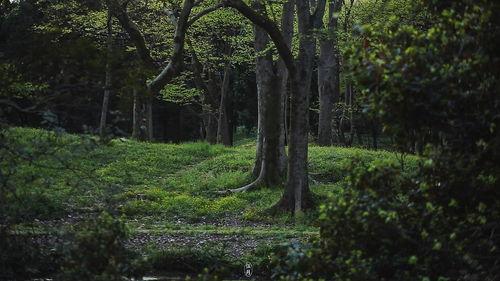 春的森林在线观看免费,森林春日美景免费在线观赏之旅