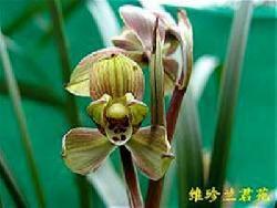 精品梅2高清在线观看,精品梅2高清在线观影指南