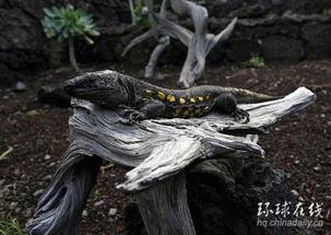 蜴蜥岛的阴谋在线观看,揭秘神秘岛屿的惊悚谜团