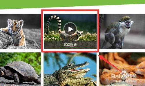 动物园视频在线观看,线上全景观赏之旅