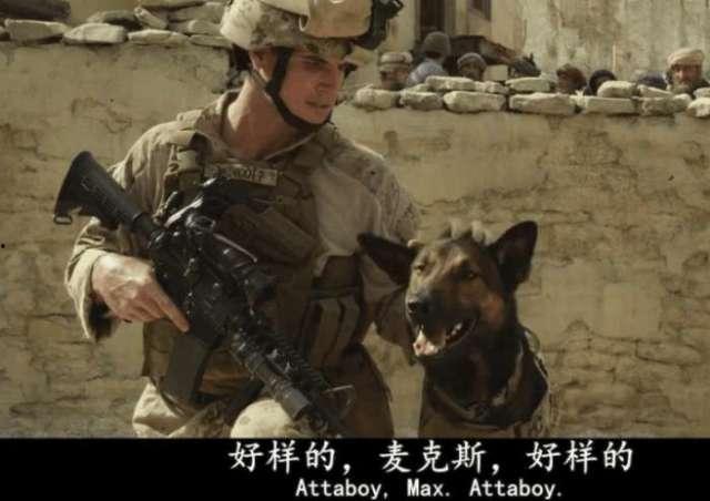 军犬麦克斯1在线观看,忠诚守护，战火中的生死相依